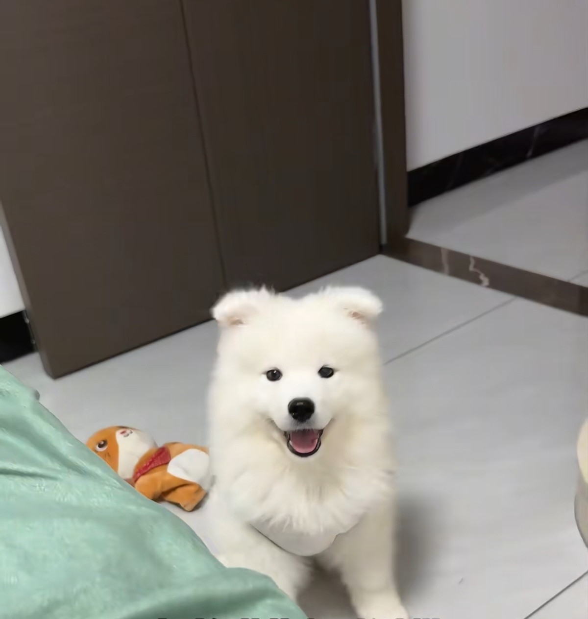 纯种萨摩耶 •͈⚇•͈♡̷